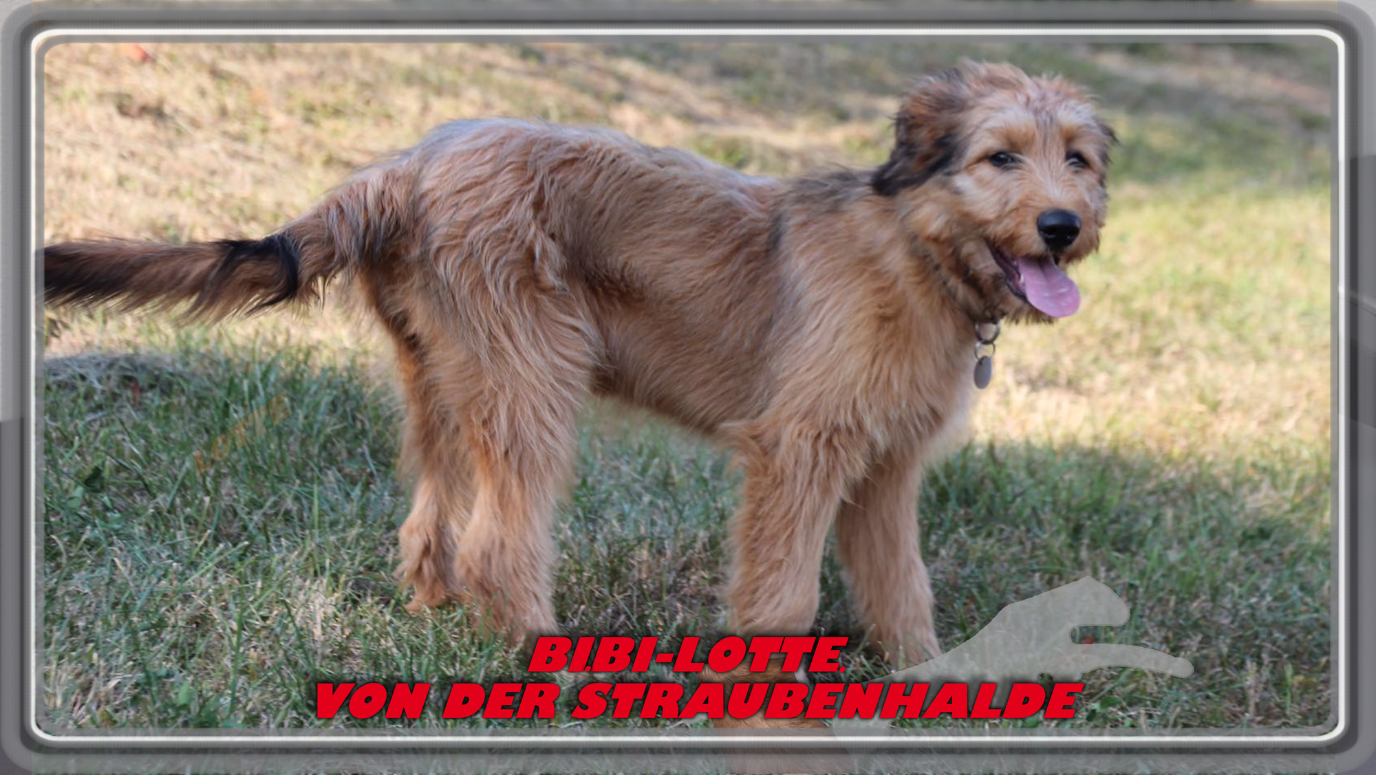Wäller von der Straubenhalde
